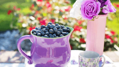 wellhealthorganic.com:blueberry-brain-boosting-benefits