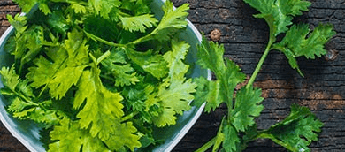 wellhealthorganic.com : coriander-leaves-5-best-health-benefits