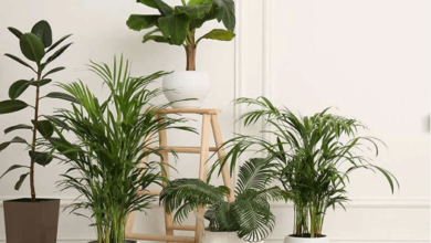 Art:59fuvdlhlpy= Plants