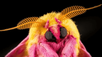 Art:1zghhf_Xxss= Rosy Maple Moth