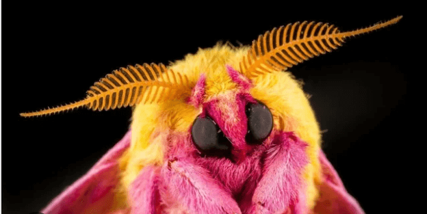 Art:1zghhf_Xxss= Rosy Maple Moth