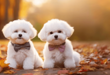 Cute:-7b7i5hfigc= Bichon Frise