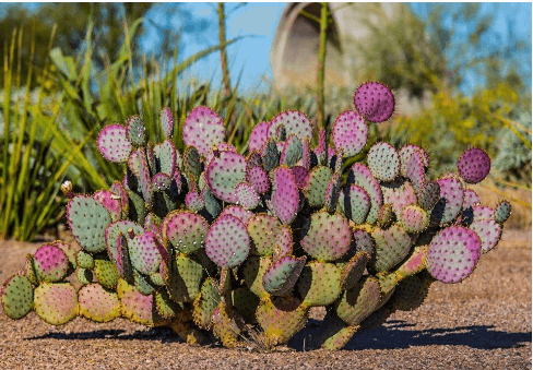 Drawing:45dzx-6iuh4= Prickly Pear Cactus