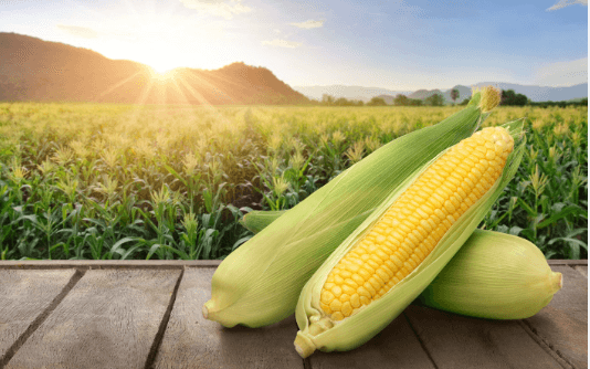 Clipart:5zd5he9anmy= Corn