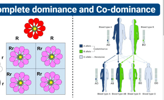 Learning Through Art: Codominant Cross