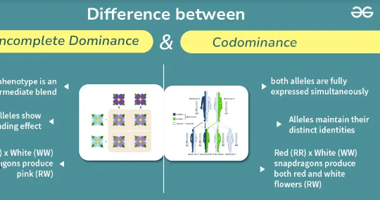 Learning Through Art: Codominant Cross