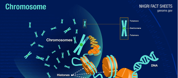 Learning Through Art: Chromosomes