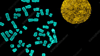 Learning Through Art: Chromosomes