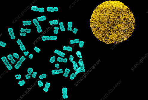 Learning Through Art: Chromosomes