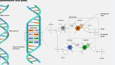 Learning Through Art: Dna Structure