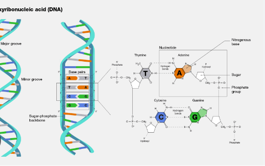 Learning Through Art: Dna Structure