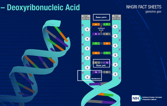 Learning Through Art: Dna Structure