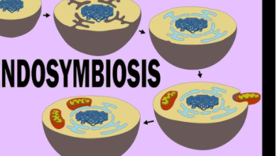 Learning Through Art: Endosymbiont Theory