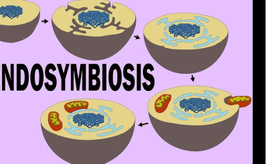 Learning Through Art: Endosymbiont Theory