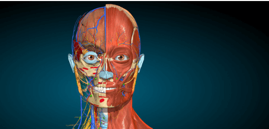 Drawing:92qhdo7v-Zq= Anatomy