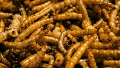 digital diet solutions platform