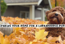 Preparing Your Home for a Labradoodle Puppy