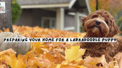Preparing Your Home for a Labradoodle Puppy