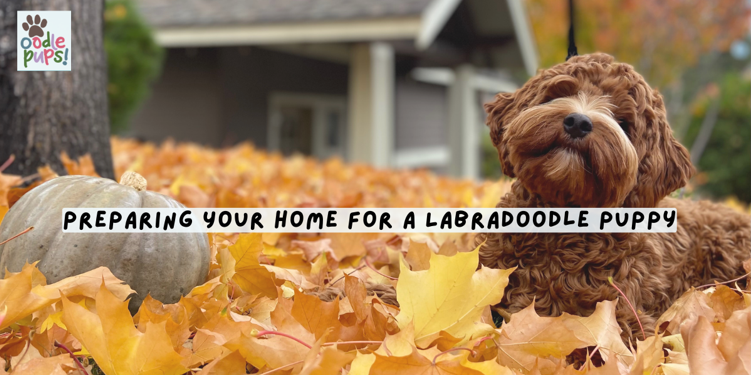 Preparing Your Home for a Labradoodle Puppy