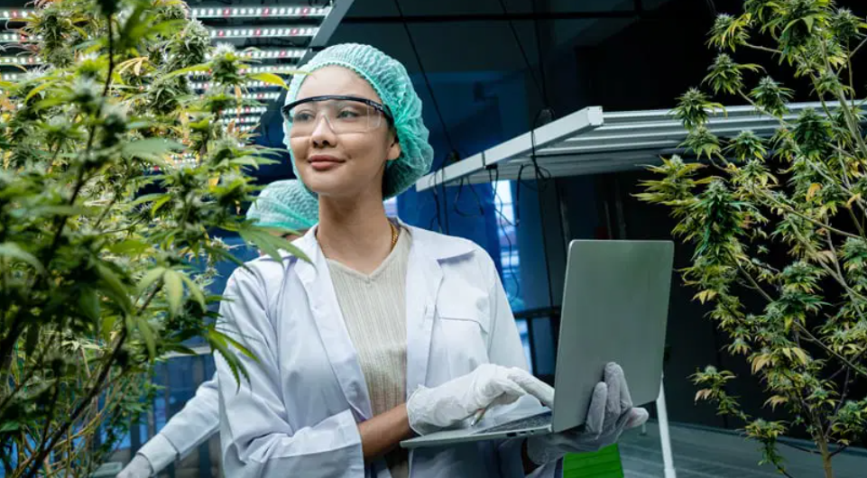 The Green Revolution of Dispensary Cannabis