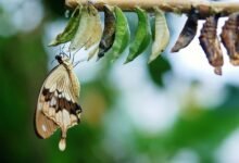 luminous arc inspires transformation opportunities