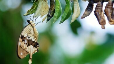 luminous arc inspires transformation opportunities